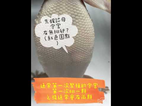 游戏攻略